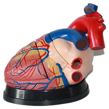 модель человеческого сердца с 4-кратным увеличением, модель сердечно-сосудистой системы, кардиология, демонстрация ультразвука, обучающий инструмент